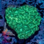 Green Maze Brain - Image 2