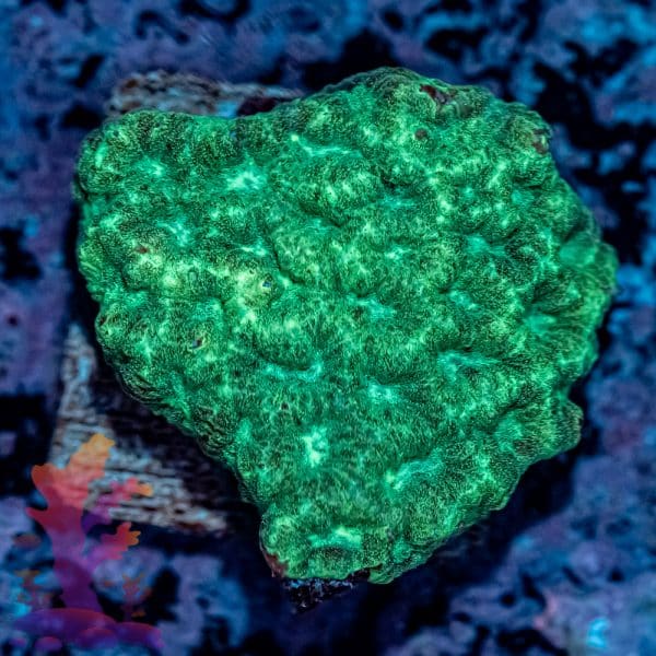 Green Maze Brain - Image 2