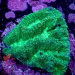 Green Maze Brain - Image 3