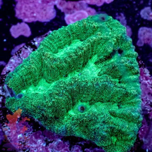 Green Maze Brain - Image 3