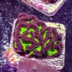 Green Maze Brain - Image 4