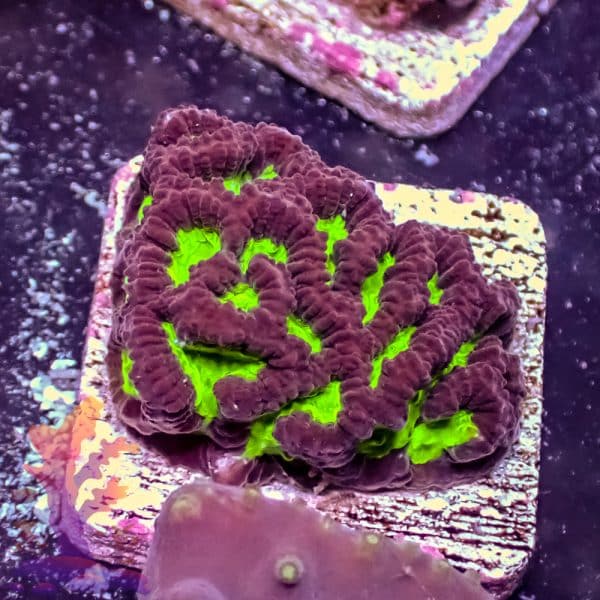 Green Maze Brain - Image 4