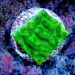 Green Maze Brain - Image 5