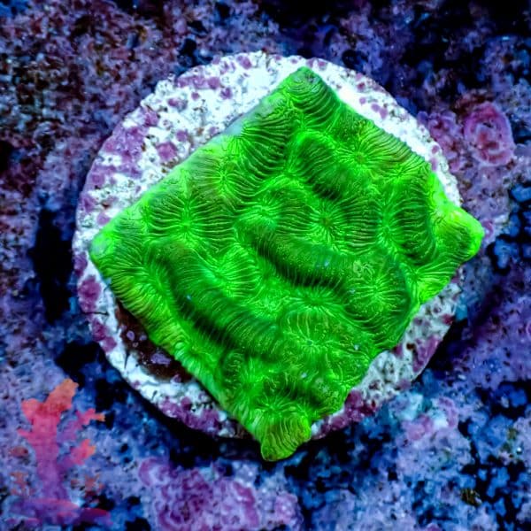 Green Maze Brain - Image 5