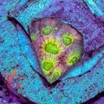 Green Maze Brain - Image 6