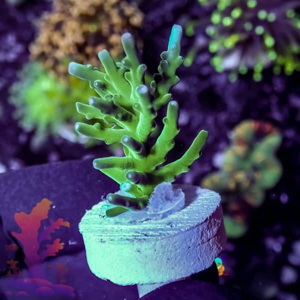 Green Maze Brain - Image 7