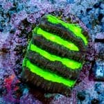 Green Maze Brain - Image 8