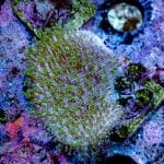 Green Polyp Toadstool - Image 10