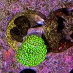 Green Polyp Toadstool - Image 2