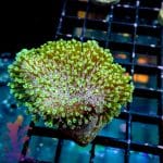 Green Polyp Toadstool - Image 3
