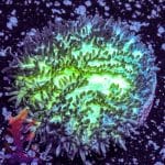 Green Polyp Toadstool - Image 4