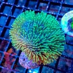 Green Polyp Toadstool - Image 7