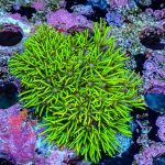 Green Star Polyp