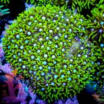 Green Star Polyp - Image 2