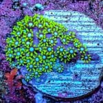 Green Star Polyp - Image 3