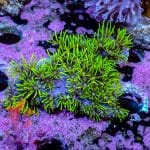 Green Star Polyp - Image 4