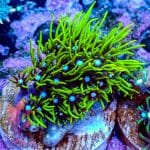 Green Star Polyp - Image 8