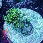 Green Star Polyp - Image 9