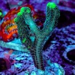 Green Tipped Birdsnest - Image 2