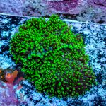 Hairy Green Mushroom