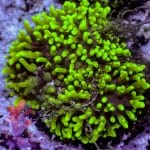 Hairy Green Mushroom - Image 10