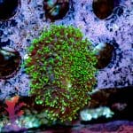Hairy Green Mushroom - Image 3