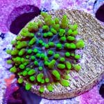 Hairy Green Mushroom - Image 4