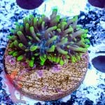 Hairy Green Mushroom - Image 5