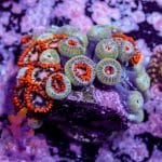 Hairy Green Mushroom - Image 9