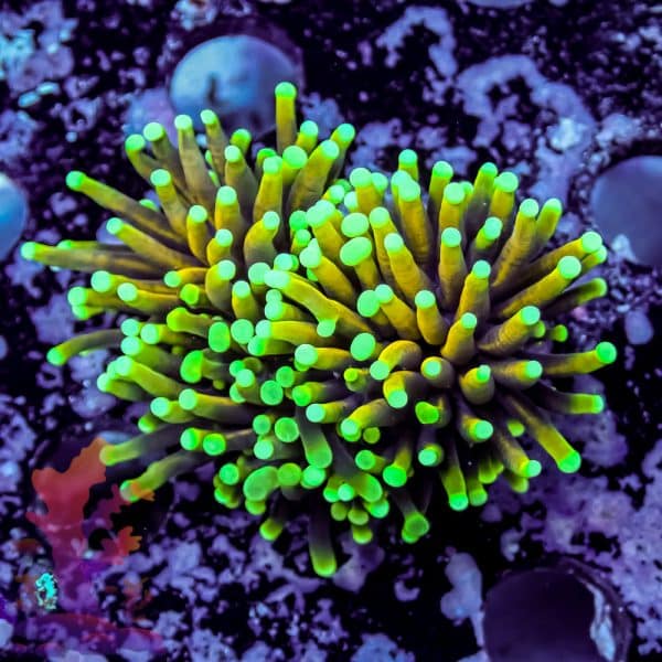 Hellfire Torch - Image 8