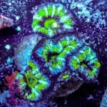 Hulk Acan - Image 10