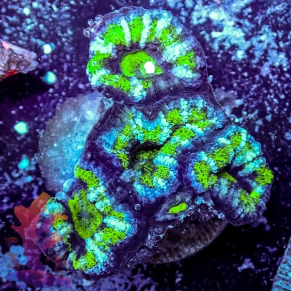 Hulk Acan - Image 10