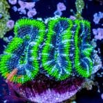Hulk Acan - Image 2