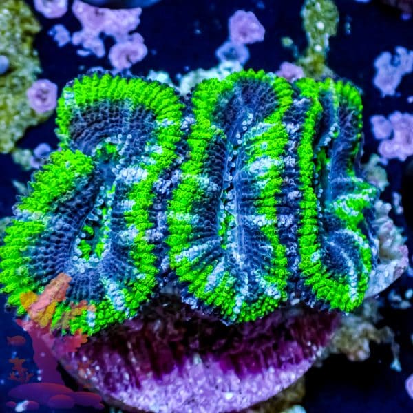 Hulk Acan - Image 2