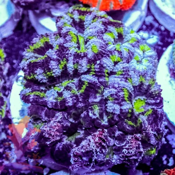 Hulk Acan - Image 3