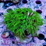 Hulk Acan - Image 4