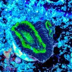 Hulk Acan - Image 5