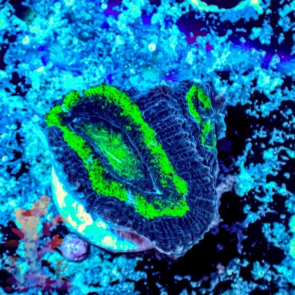 Hulk Acan - Image 5