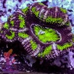 Hulk Acan - Image 6