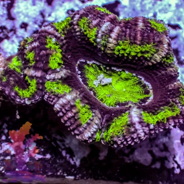 Hulk Acan - Image 6