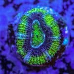 Hulk Acan - Image 7