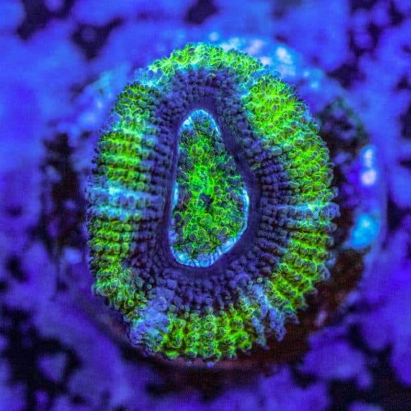 Hulk Acan - Image 7
