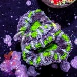 Hulk Acan - Image 8