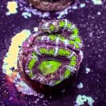 Hulk Acan - Image 9