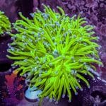 Indo Blue Tipped Torch
