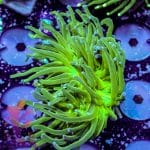 Indo Blue Tipped Torch - Image 10
