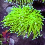 Indo Blue Tipped Torch - Image 2