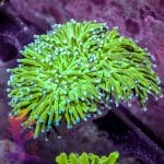 Indo Blue Tipped Torch - Image 3