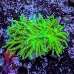 Indo Blue Tipped Torch - Image 5