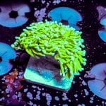 Indo Blue Tipped Torch - Image 6